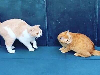 Эд Ширан завел аккаунт в Instagram для своих кошек афиша днепра