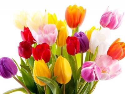Сколько стоят цветы на 8 марта в Днепре. Афиша Днепра