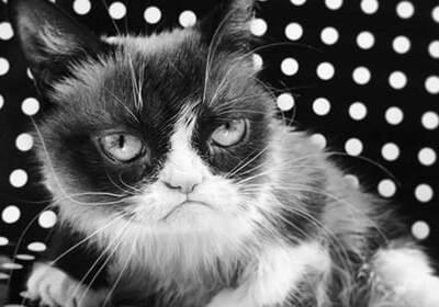 Умерла легендарная сердитая кошка Grumpy Cat. Афиша Днепра