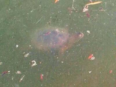 Черепахам в озере парка Глобы перекрыли кислород. Афиша Днепра