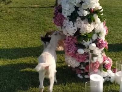 На свадьбе в Днепре козы съели цветочные декорации (ВИДЕО). Афиша Днепра