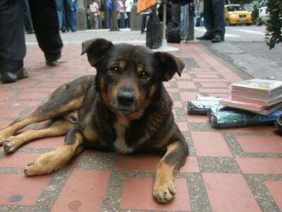 В городе стало в два раза меньше бездомных собак. Афиша Днепра.