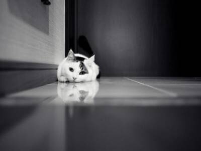 Почему кошка ждет у двери, когда мы возвращаемся домой. Афиша Днепра.