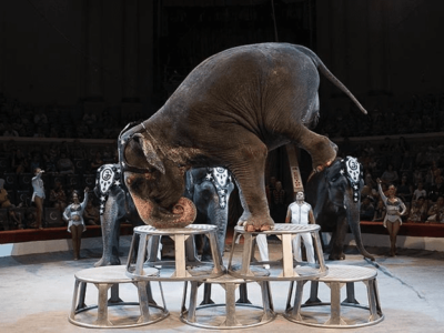 В Днепр приедет цирк, в котором издеваются над животными. Афиша Днепра