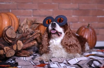 Фотосессия днепровских собак в стиле Хэллоуин взорвала сеть. Афиша Днепра