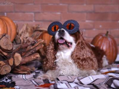 Фотосессия днепровских собак в стиле Хэллоуин взорвала сеть. Афиша Днепра