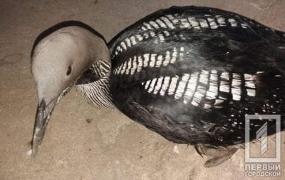 На Днепропетровщине спасают раненую перелетную птицу. Афиша Днепра