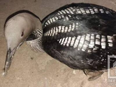 На Днепропетровщине спасают раненую перелетную птицу. Афиша Днепра