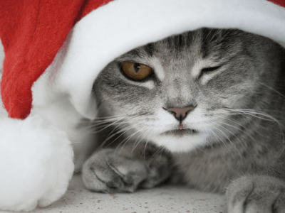 Днепрян приглашают на Рождественскую раздачу котов. Афиша Днепра