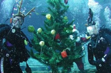 В Днепре дайверы установили новогоднюю елку под водой. Афиша Днепра