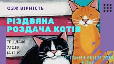 Днепрян приглашают на Рождественскую раздачу котов. Афиша Днепра
