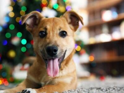 Днепровские собаки повезут новогодние подарки особенным детям. Афиша Днепра