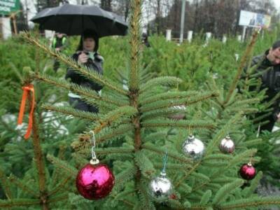 Где в Днепре можно сдать новогоднюю елку. Афиша Днепра