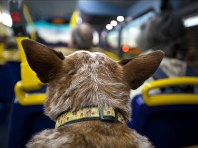 В Днепре пес притворился пассажиром маршрутки (Фото). Афиша Днепра
