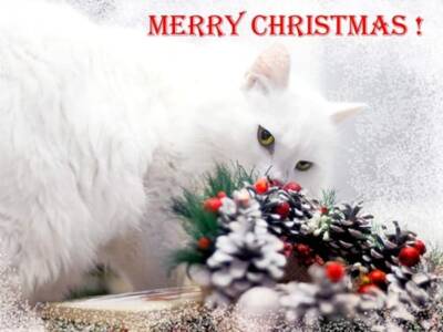 Для кошек из приюта устроили рождественскую фотосессию. Афиша Днепра