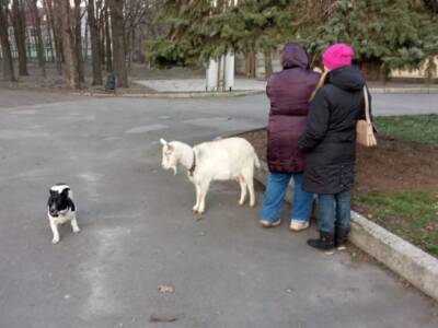 Как в парке Днепра коза играла с собаками. Афиша Днепра