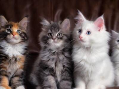 Как цвет кошки влияет на достаток в доме: интересно!