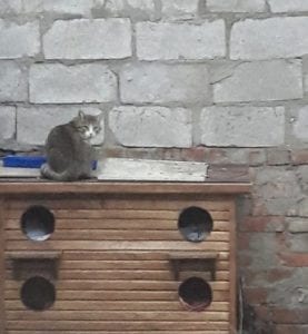 В Днепре жители дома создали под окнами общежитие для кошек. Афиша Днепра