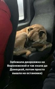 В Днепре пес притворился пассажиром маршрутки (Фото). Афиша Днепра