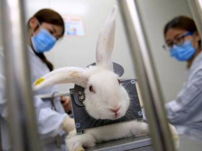 В Минздраве снова хотят запретить тестирование косметики на животных. Афиша Днепра