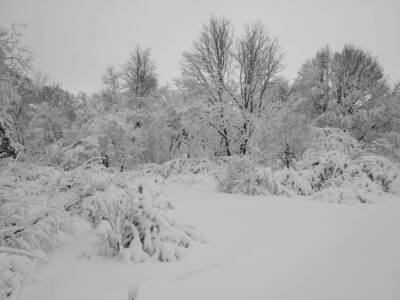 Зимняя сказка: как выглядит ботанический сад ДНУ после снегопада. Афиша Днепра