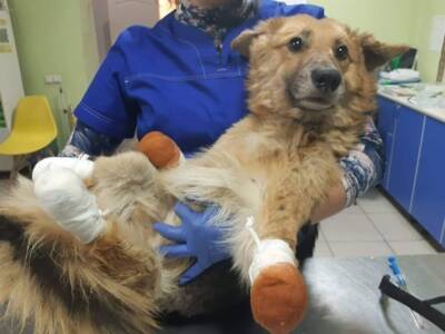 Вот это чудо: собака, которой отрезали четыре лапы, начала ходить. Афиша Днепра