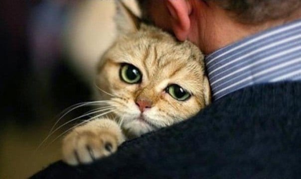 Раздача котов Днепр, 08.02.2020, цена, даты, купить билеты. Афиша Днепра