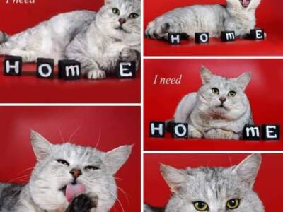 Бездомный котик Борис из Днепра нашел любящую семью в Польше. Афиша Днепра