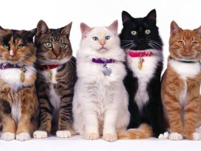Какие породы кошек предназначены знакам Зодиака. Афиша Днепра