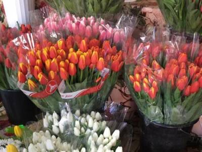 За сколько в Днепре продают тюльпаны в канун 8 марта (Фото). Афиша Днепра