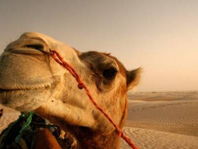 Приехали: Египет вводит визы для туристов. Афиша Днепра