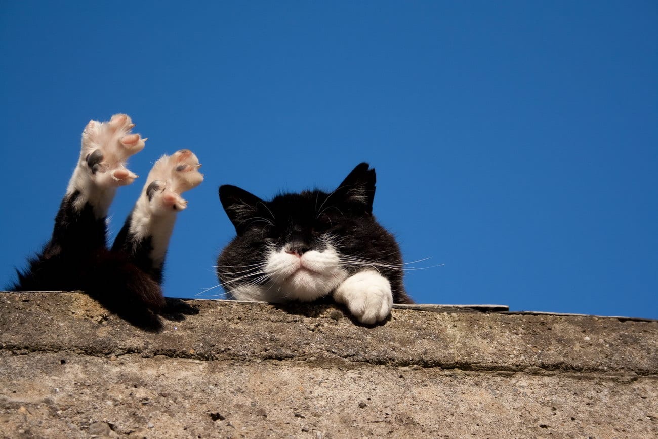 Жизнь кошечек. Котик на солнышке. Кот раздуется солнышку. Кот радуется солнышку.