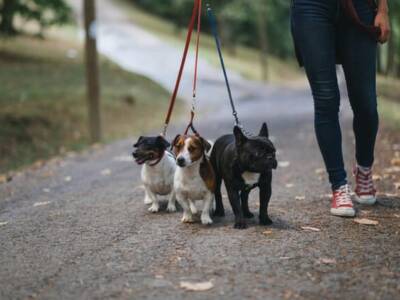 Штрафы за прогулки в парке: можно ли выгуливать собак. Афиша Днепра