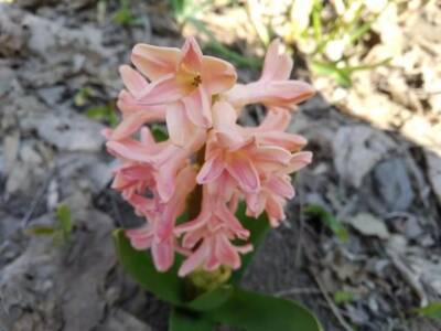В Ботсаду ДНУ массово цветут гиацинты, фиалки и тюльпаны. Афиша Днепра