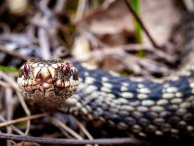 В днепровском лесу появились ядовитые змеи (Фото). Афиша Днепра