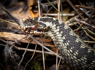 В днепровском лесу появились ядовитые змеи (Фото). Афиша Днепра