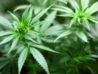 Ученые выявили у марихуаны способность блокировать и лечить Covid-19