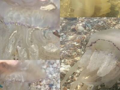 Пляжи на Азовском море атаковали огромные медузы: видео. Афиша Днепра