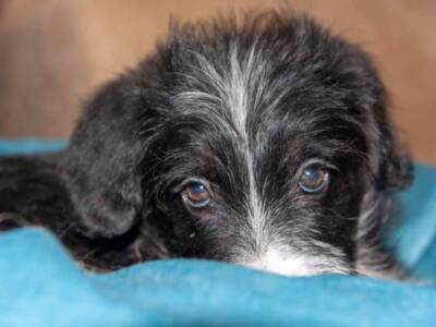 В Днепре волонтер более двух месяцев живет на изоляции в офисе с крошечными щенками