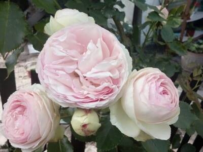 Цветы Диевки: местные жители провели фотобатл на лучшую розу (ФОТО)