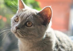 Кошачий гороскоп: Совместимость людей и кошек. Афиша Днепра