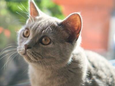 Кошачий гороскоп: Совместимость людей и кошек. Афиша Днепра