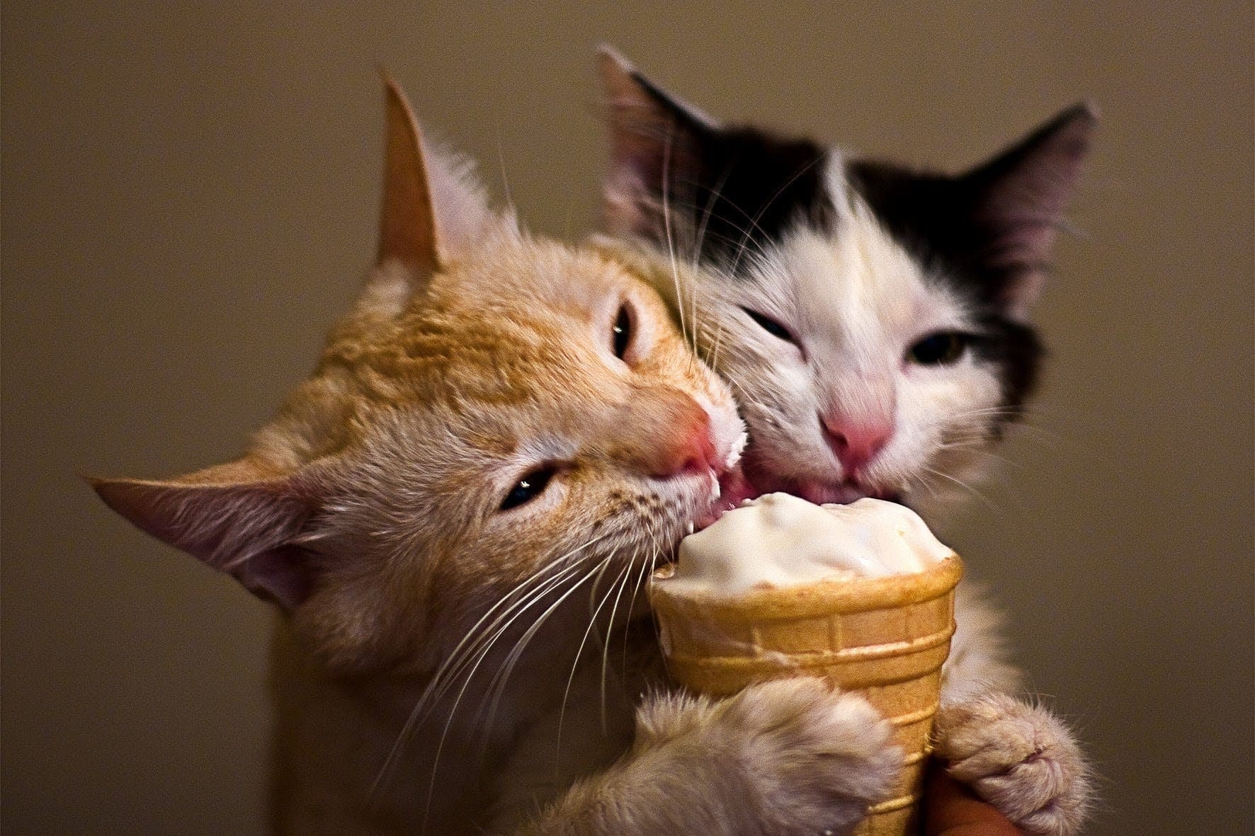 Песня кусь мур. Кот ест мороженое. Кот и вкусняшка. Забавные кошки. Котик с едой.