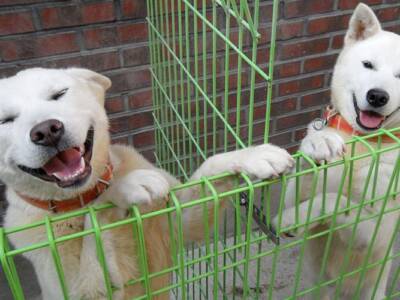В Северной Корее запретили содержать собак. Афиша Днепра