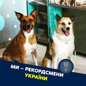 "Жизнь собачья": украинка снимает реалити-сериал про собак, взятых из приюта (Видео)