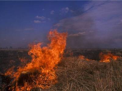 Днепряне самостоятельно потушили пожар в городском лесу (ВИДЕО). Афиша Днепра