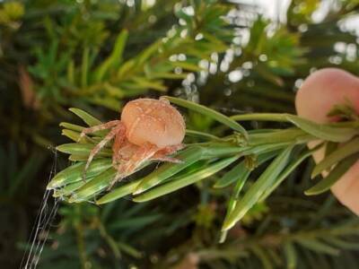 Как спелый персик: в Днепре заметили "гламурного паука" (Фото). Афиша Днепра
