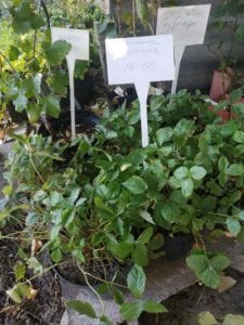 В Ботсаду ДНУ стартовала осеняя распродажа растений (Фото)