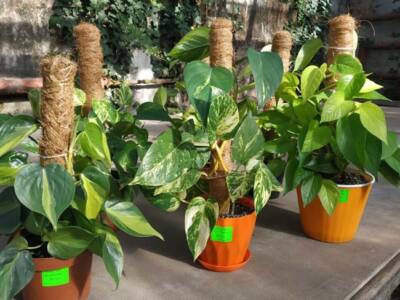 В Ботсаду ДНУ стартовала осеняя распродажа растений (Фото)
