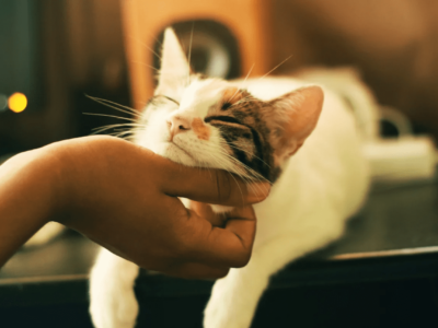 Кошачий тест личности. Ученые раскрыли взаимосвязь между характером хозяина и его кота